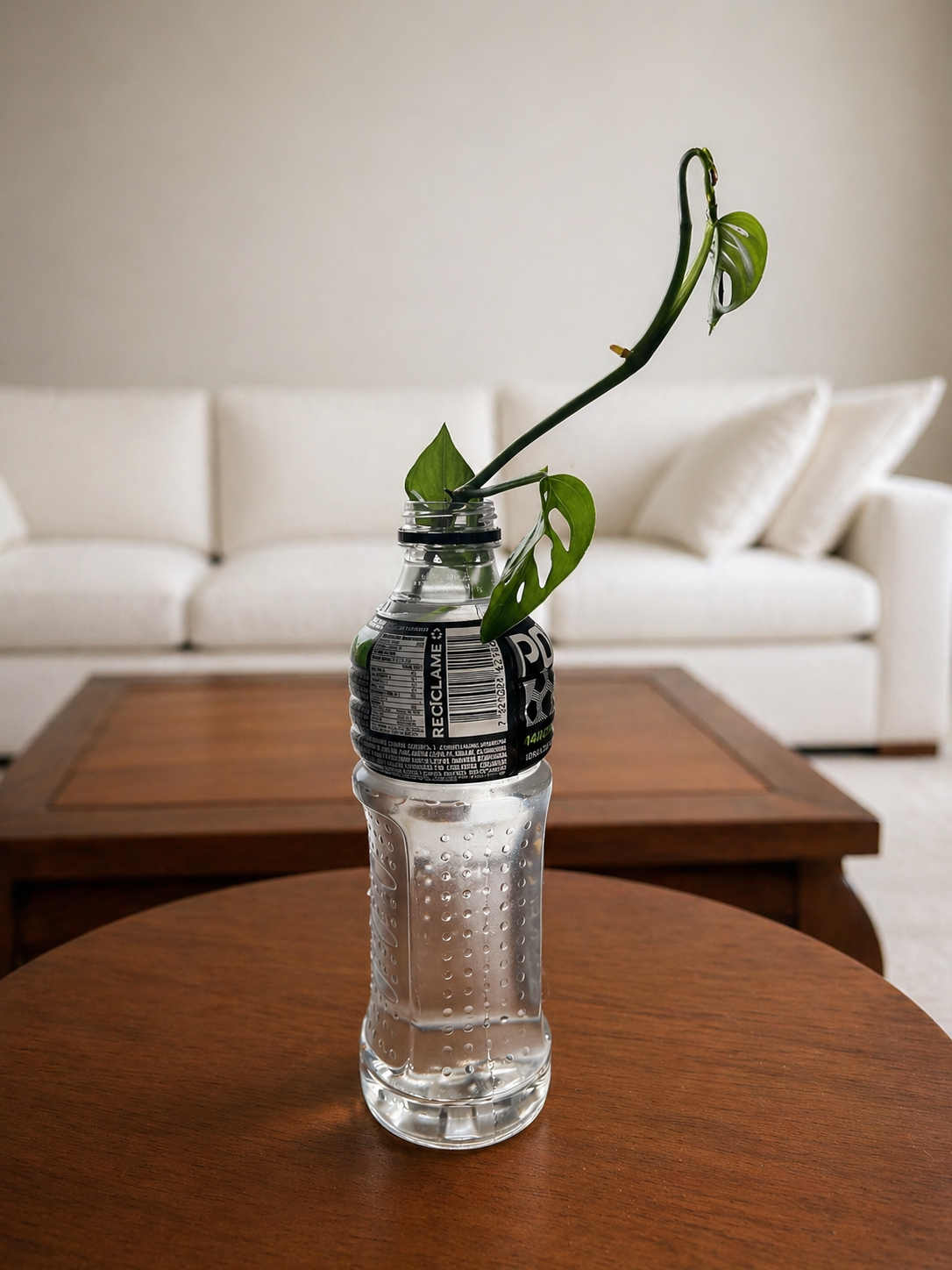 Lucky Bamboo in a Champagne bottle