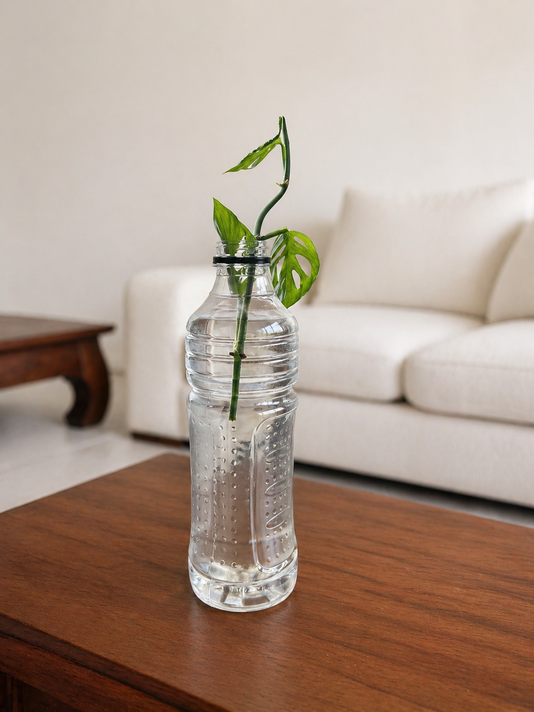 Heart-leaf Philodendron in a Whiskey Decanter
