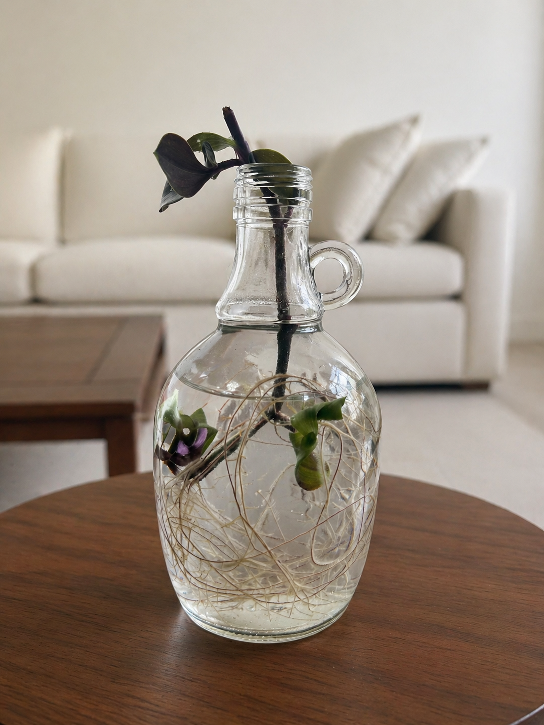 Monstera in an Apothecary Jar