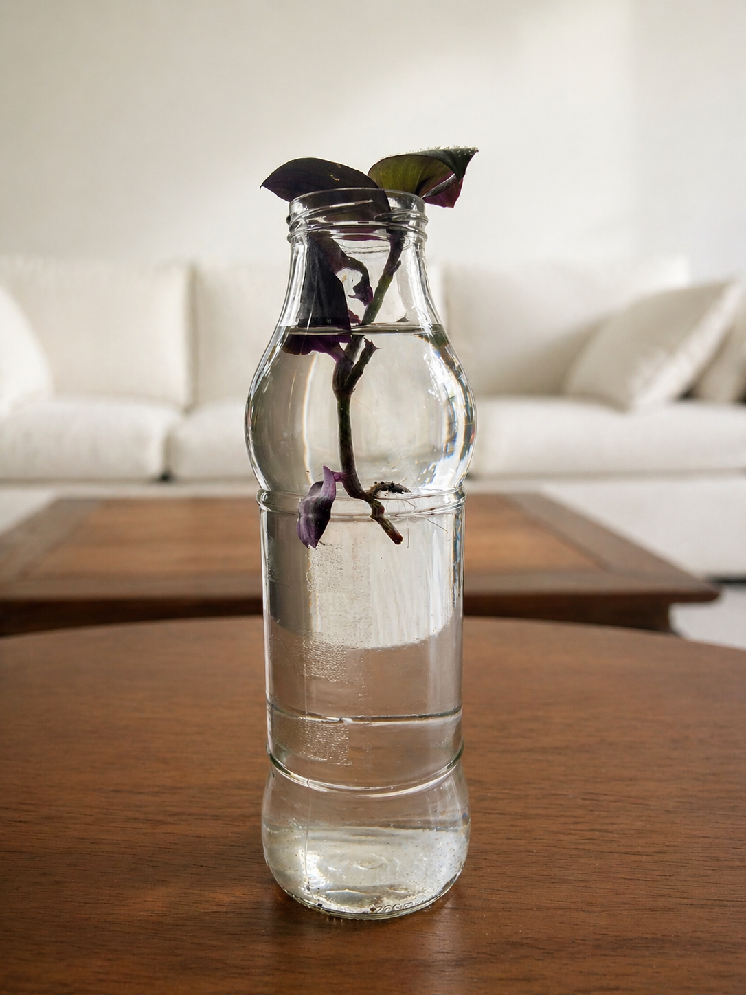 Marble Queen Pothos in a Champagne bottle